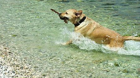 Hund-Wasser.jpg